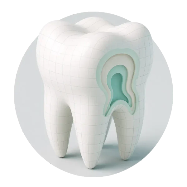 Dinte în secțiune — protetică dentară